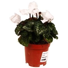 Telpaugs Cyclamen p10 (Alpu vijolīte)