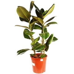 Telpaugs Fuchsia p25 (Fuksijas)