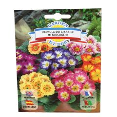 Sēklas Prīmula 0.11g