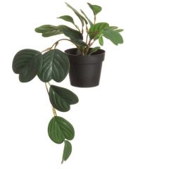 Mākslīgie ziedi 4Living Peperomijas 38cm