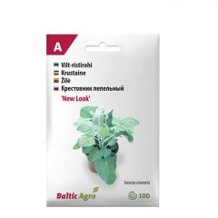 Sēklas Sudrablapu krustaine Miller Look