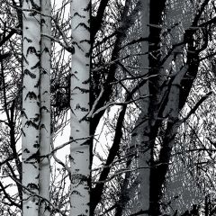 Līmplēve-45cm x2m 346-0611