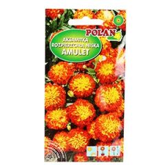 Sēklas Samtenes Strawberry blonde AMC 30gb.