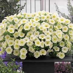 Sēklas Petūnija Opera dzeltena AMC