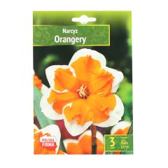 Sīpolpuķes Narcises Orangery 12/14 3gab.