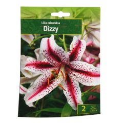 Sīpolpuķes Lilijas Austrumu Dizzy 16 18 2gab