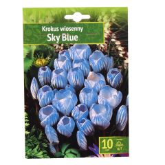 Sīpolpuķes Krokusi Sky Blue 6/7 10gab.