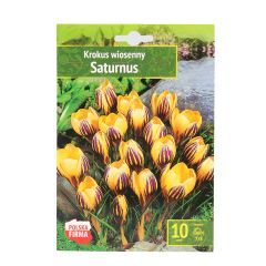 Sīpolpuķes Krokusi Saturnus lielzied. 7/8 10gab.