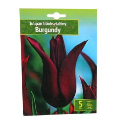 Sīpolpuķes Tulpes Burgundy 11/12 5gab.