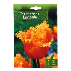 Sīpolpuķes Tulpes Lambada 11/12 5gab.
