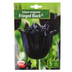 Sīpolpuķes Tulpes bārkšziedu Firnged melnas 11/12 5gab.
