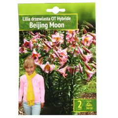 Sīpolpuķes Lilijas Beijing Moon 16/18 2gab.