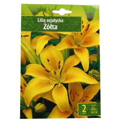 Sīpolpuķes Lilijas Āzijas dzeltenas 16/18 2gab.