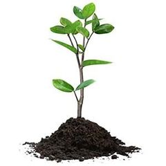 Stāds Pelargonijas nokarenās