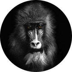 Foto glezna D50cm Mandril 97878