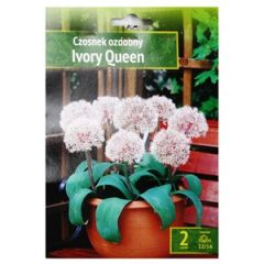 Sīpolpuķes Dek.sīpols Ivory Queen 2gab.