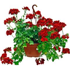 Telpaugs Pelargonium mix Grandi (Pelargonijas)