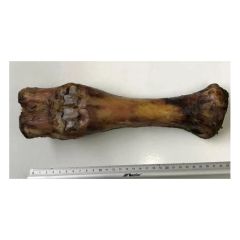 Gardums suņiem Liellopu kauls suņiem