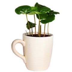 Telpaugs Coffea Arabica p9 (Kafijkoks)